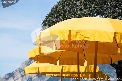 Image of Yellow Parasol