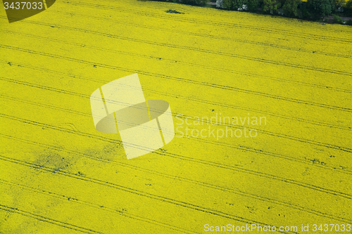 Image of Rape Field