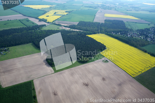 Image of Rape Field