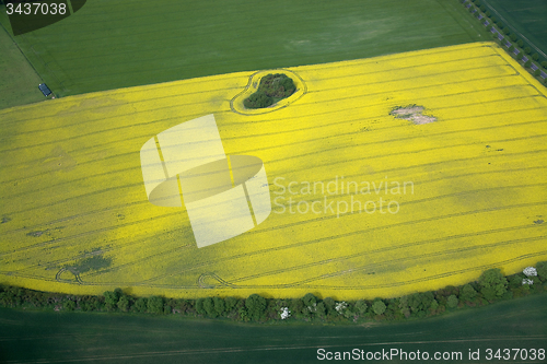 Image of Rape Field