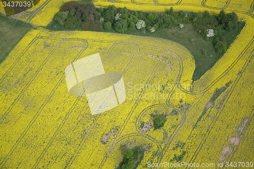 Image of Rape Field