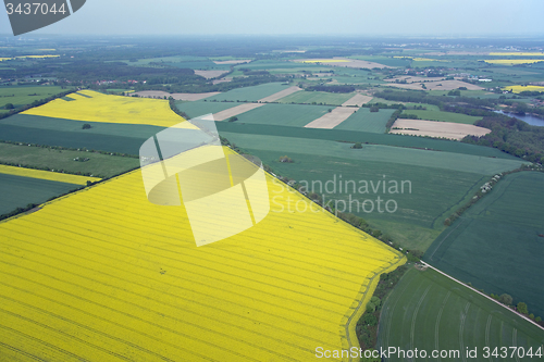 Image of Rape Field