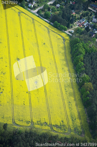 Image of Rape Field