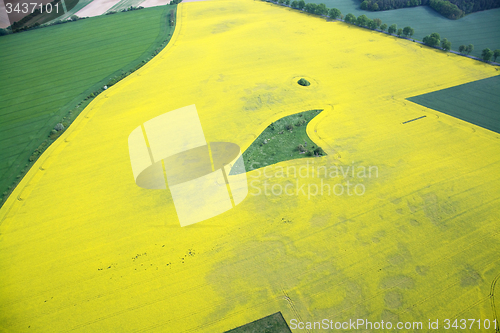 Image of Rape Field