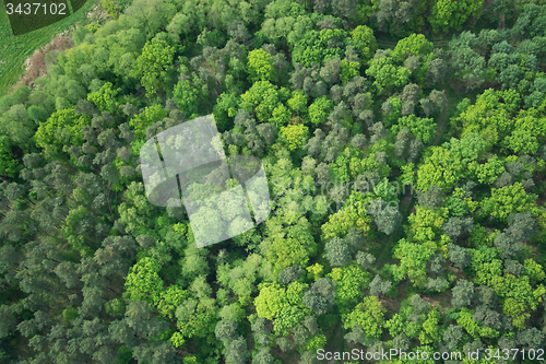 Image of Forest, Brandenburg, Germany