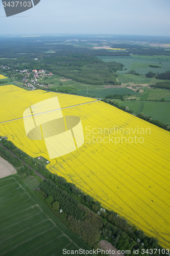 Image of Rape Field