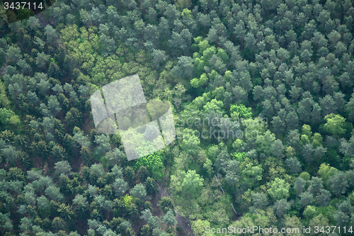 Image of Forest, Brandenburg, Germany