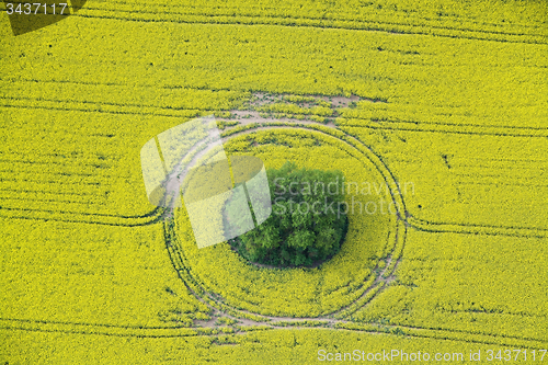 Image of Rape Field