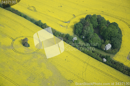 Image of Rape Field