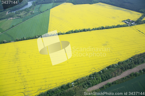 Image of Rape Field