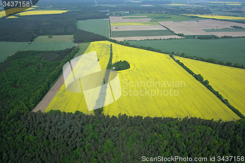 Image of Rape Field