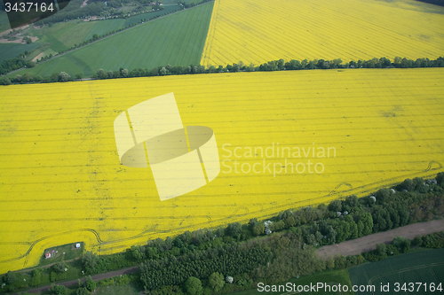 Image of Rape Field