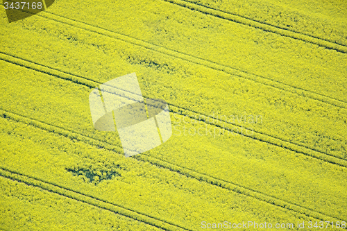 Image of Rape Field