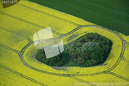 Image of Rape Field