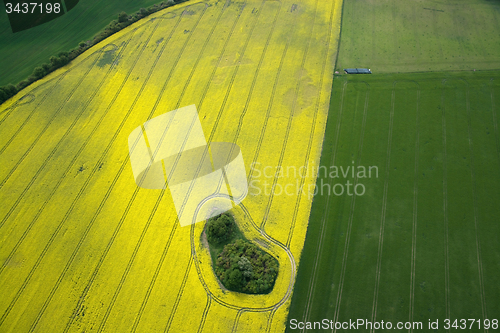 Image of Rape Field