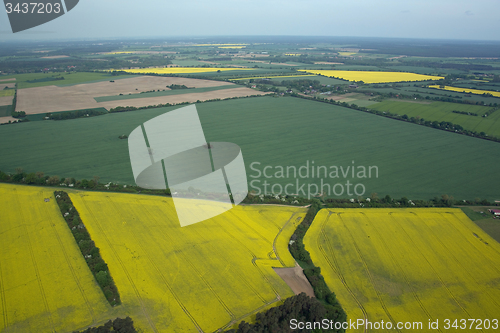 Image of Rape Field