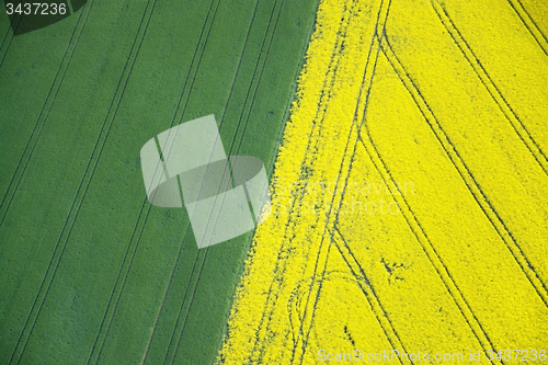 Image of Rape Field