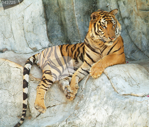 Image of Tiger resting