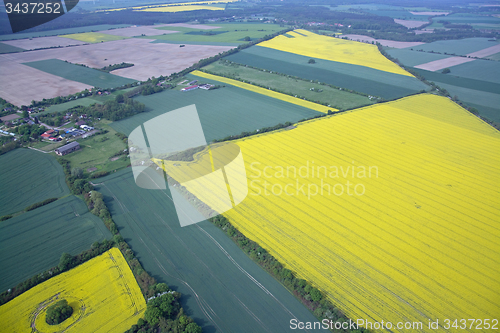 Image of Rape Field