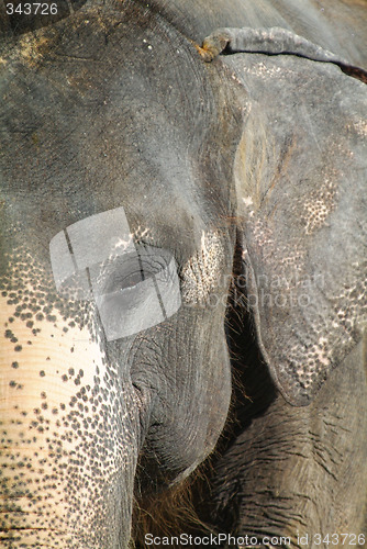 Image of Detail of elephant