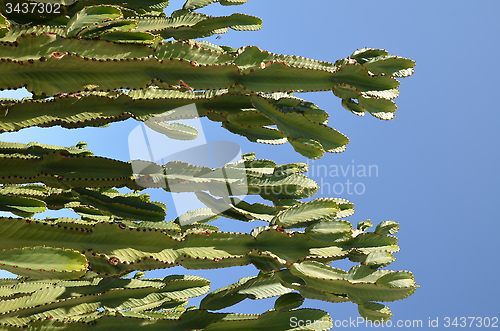 Image of Cactus