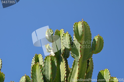 Image of Cactus