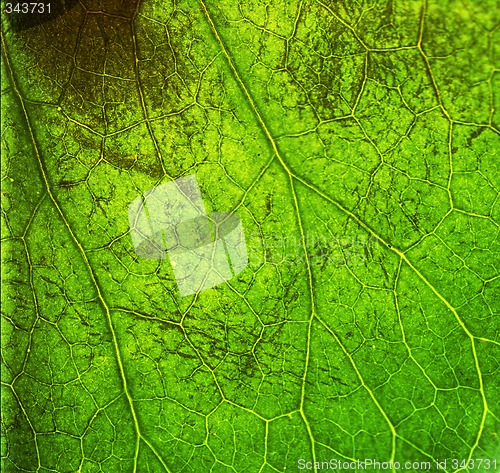 Image of Leaf