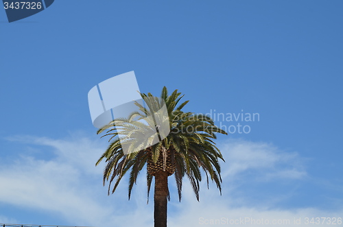 Image of Summer and palm tree