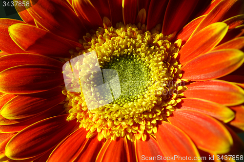 Image of Flower background