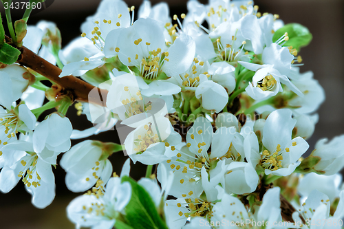 Image of Flower background