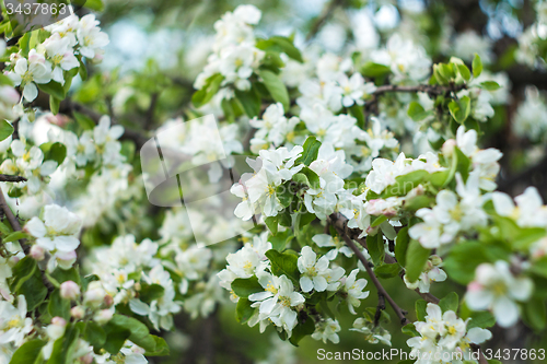 Image of Flower background