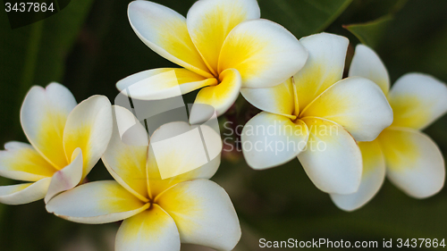 Image of Flower background