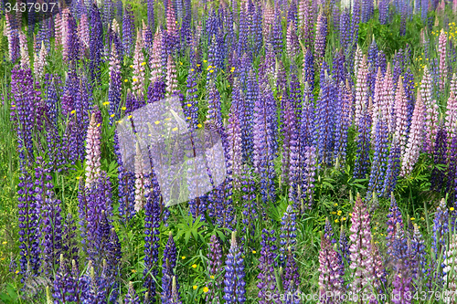 Image of Lupinus