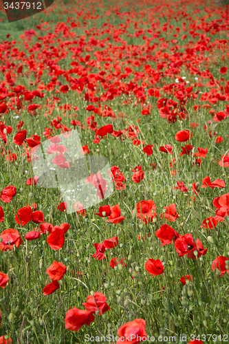 Image of Poppy Flowers