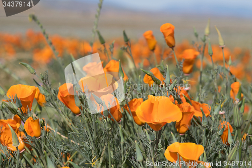 Image of Antelope Valley Poppy Reserve, California, USA