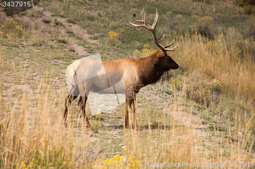 Image of Yellowstone National Park, USA