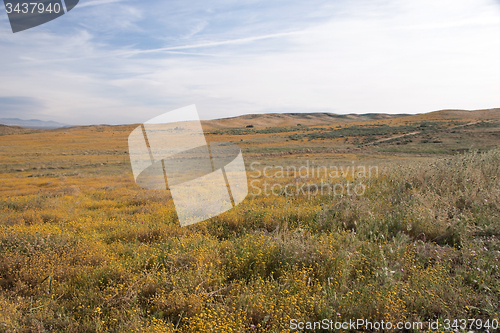 Image of Antelope Valley Poppy Reserve, California, USA