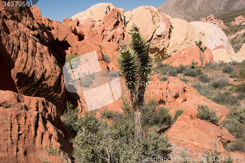 Image of Whitney Pocket, Nevada, USA