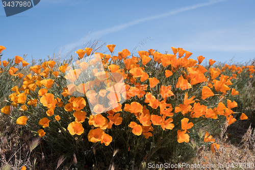 Image of Antelope Valley Poppy Reserve, California, USA