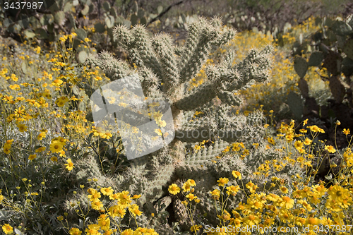 Image of Cactus at Saguaro National Park, Arizona, USA