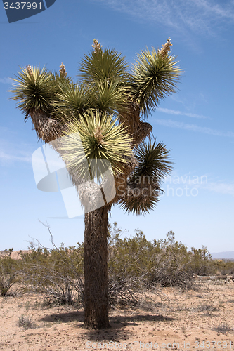 Image of Joshua Tree National Park, California, USA