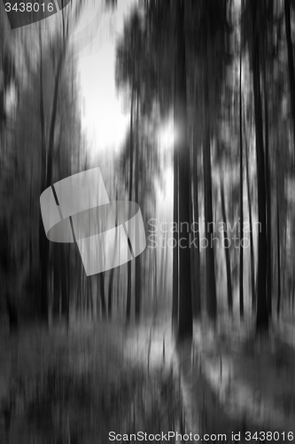 Image of Forest with Snow, Black&White