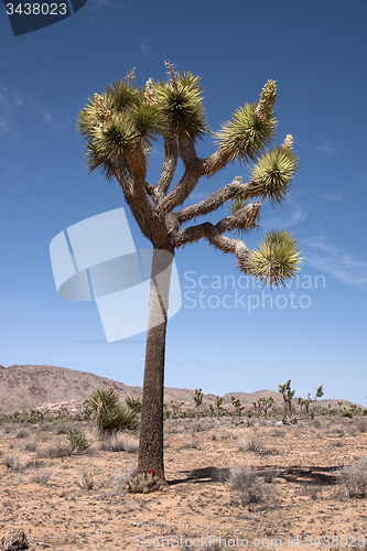 Image of Joshua Tree National Park, California, USA