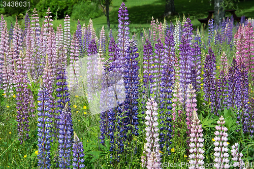 Image of Lupinus