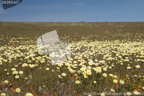 Image of Antelope Valley Poppy Reserve, California, USA