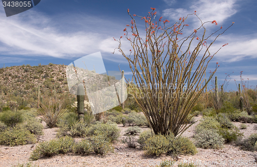 Image of Organ Pipe Cactus N.M., Arizona, USA