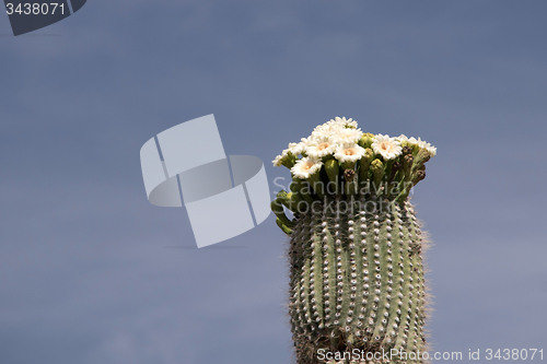 Image of Cactus at Organ Pipe Cactus N.M., Arizona, USA