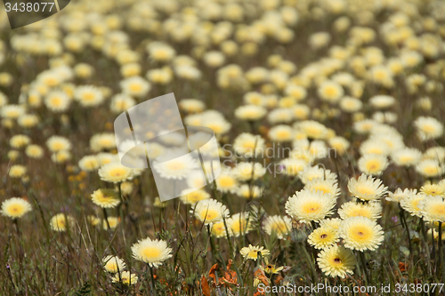 Image of Antelope Valley Poppy Reserve, California, USA