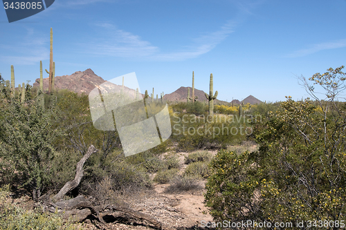 Image of Organ Pipe Cactus N.M., Arizona, USA