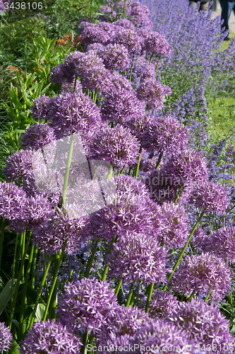 Image of Allium